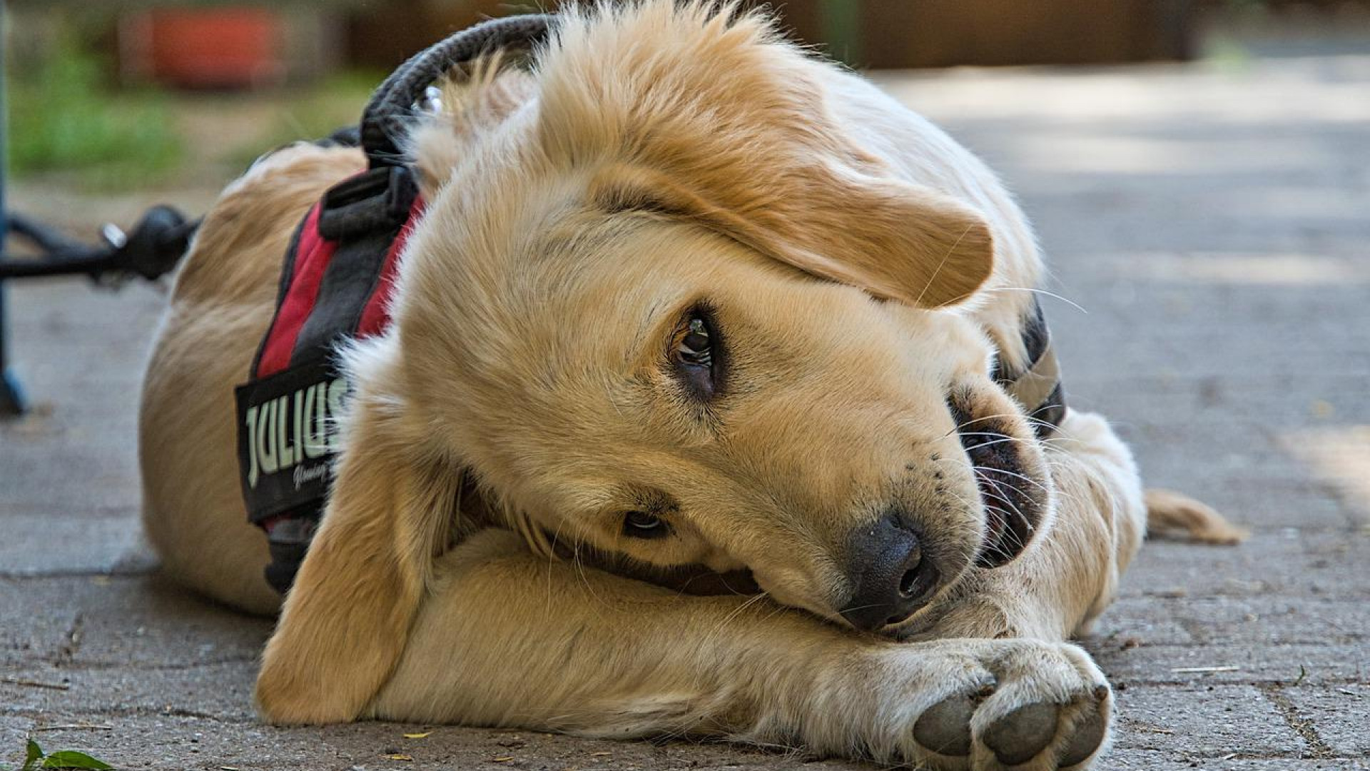 Comment choisir un harnais pour chien ?