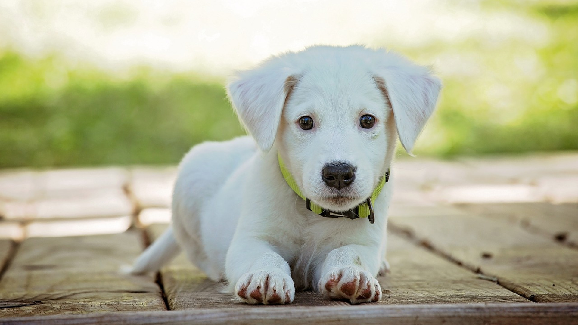 Quel prénom pour chien en V choisir ?