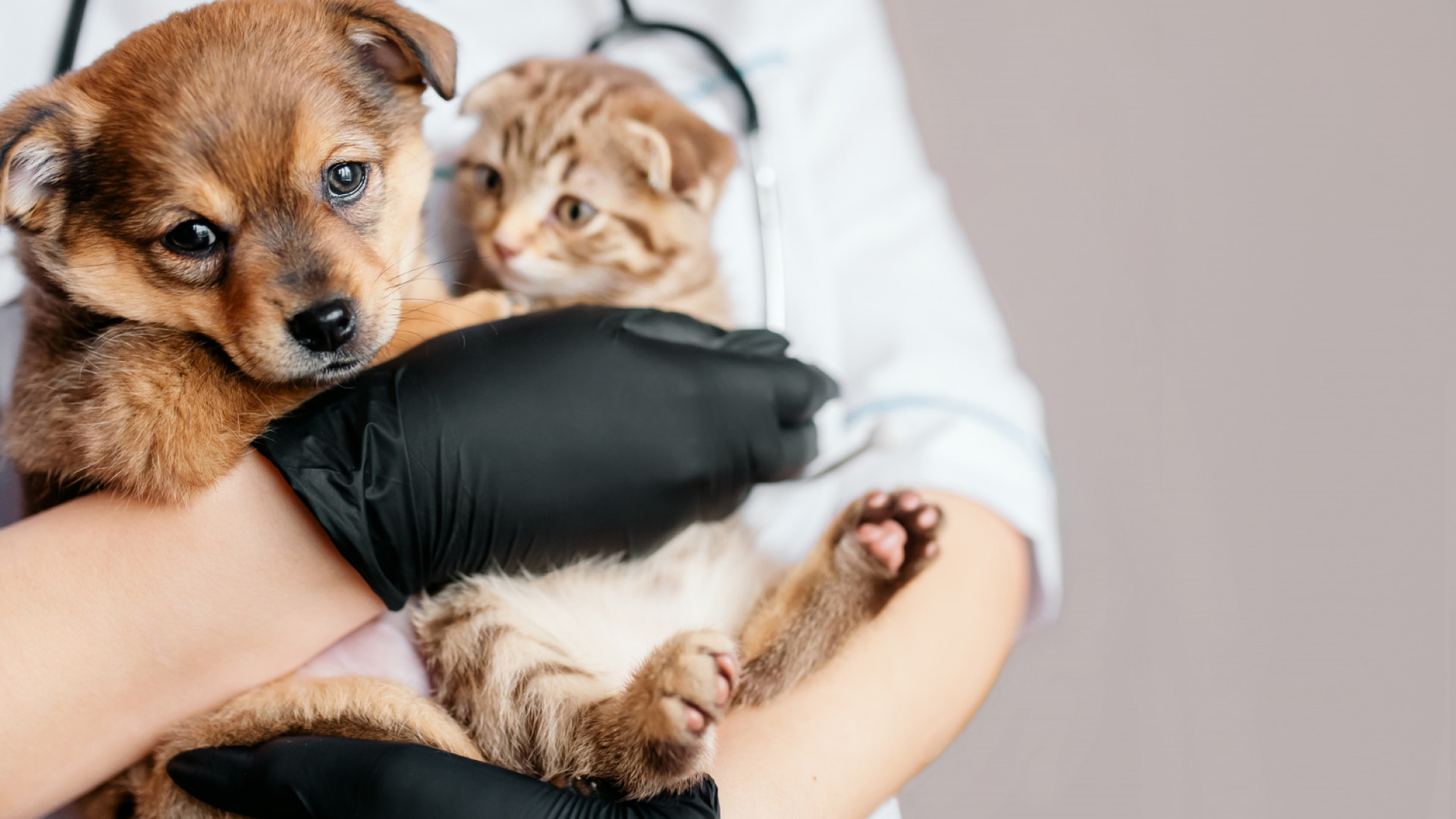 Les avantages de l'assurance santé pour animaux : protégez votre compagnon !
