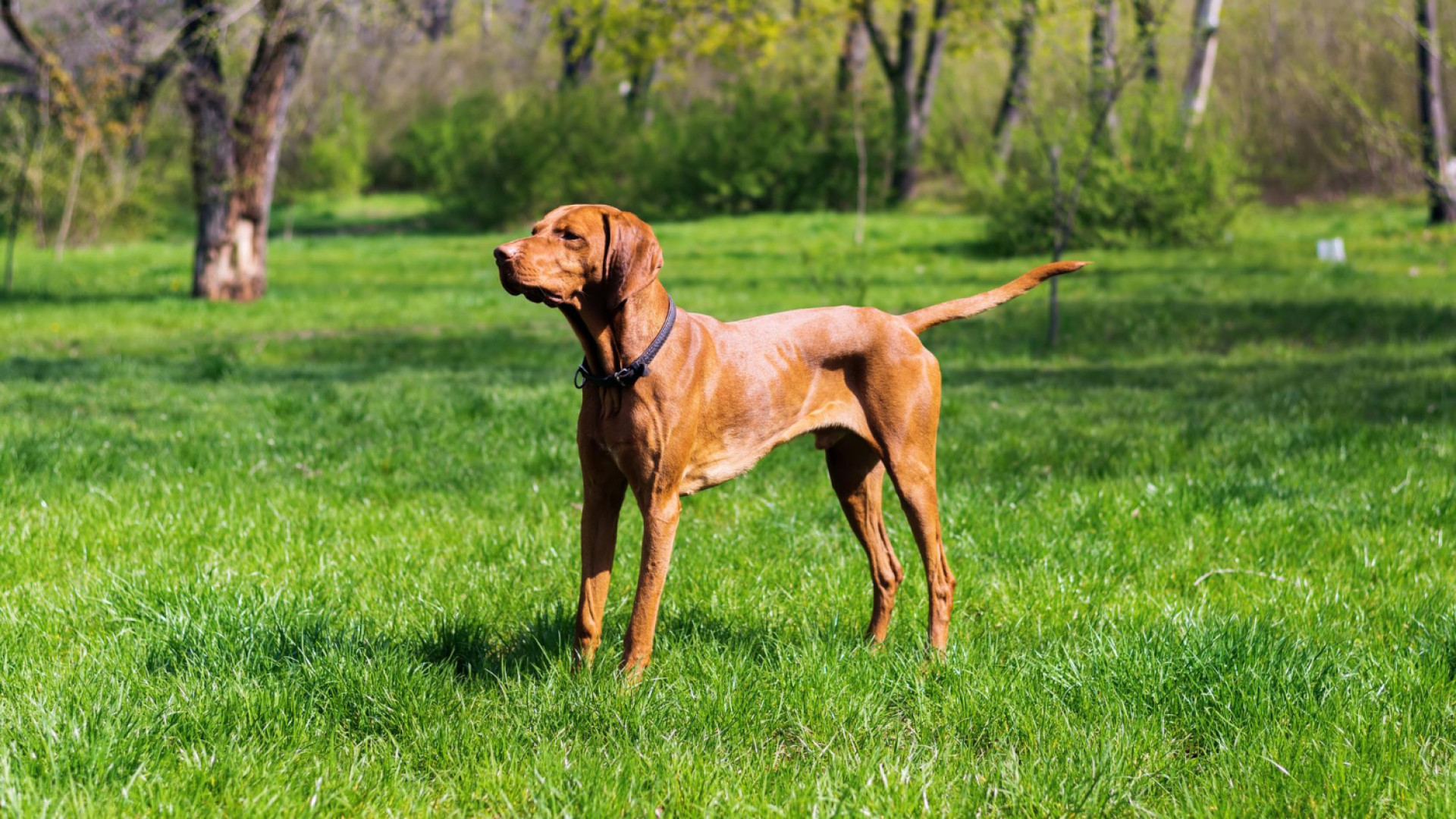 Les soins vétérinaires fréquents pour les chiens de chasse...