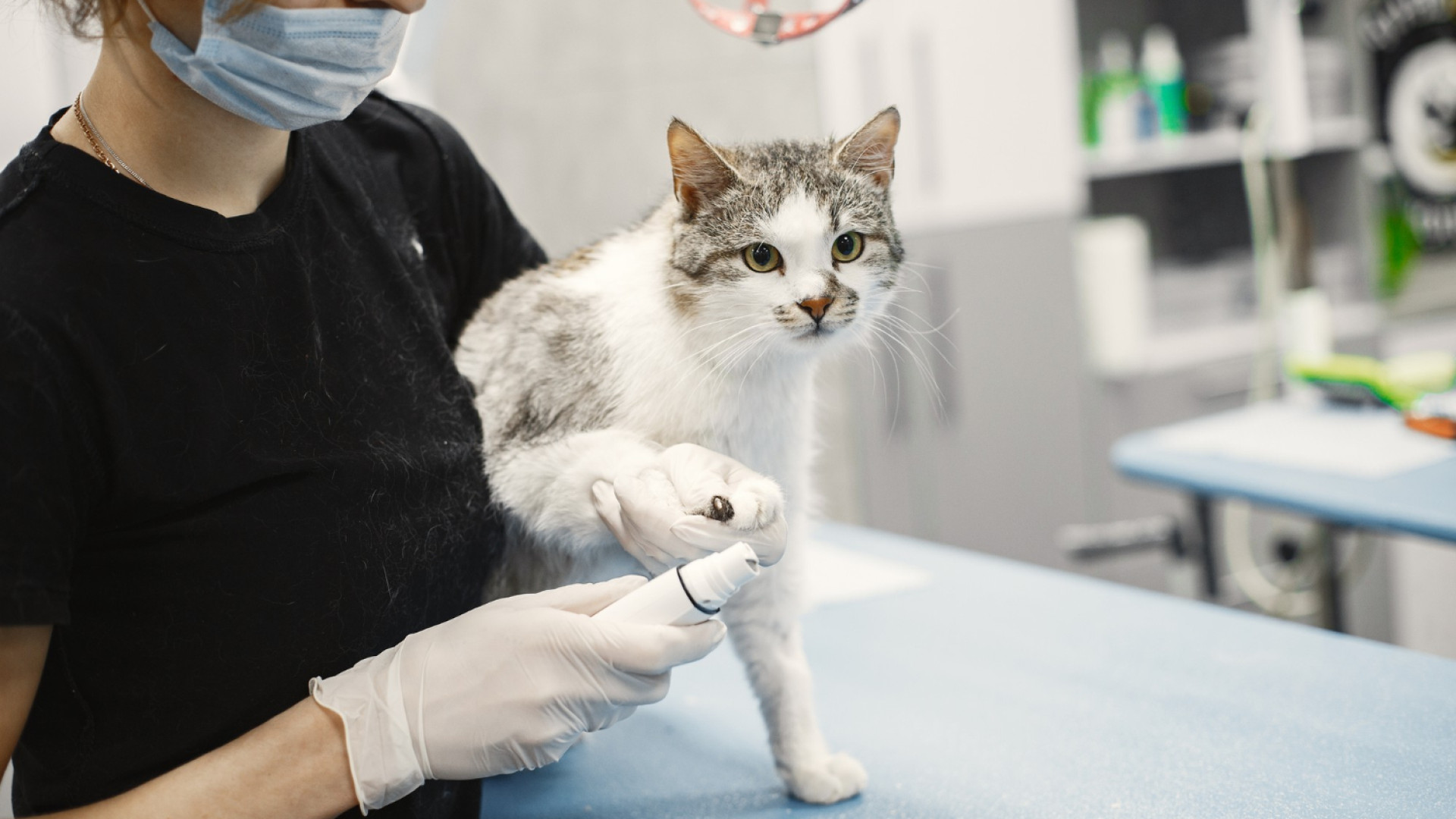 Que couvre une assurance pour chat ?