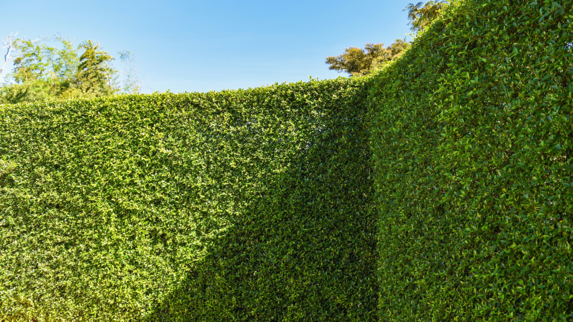 Donnez du style à votre jardin avec une haie artificielle ultra-réaliste
