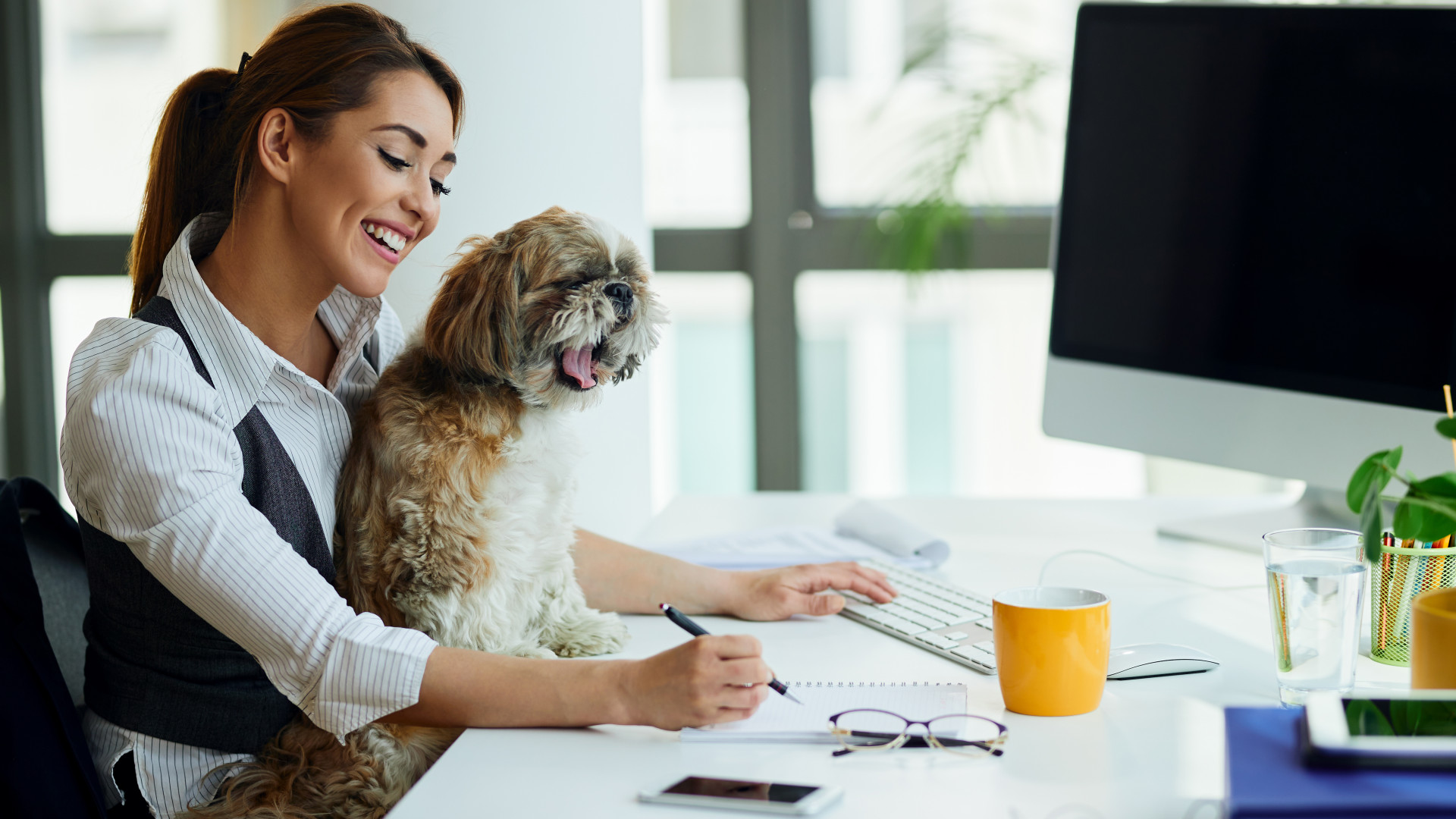 Comparer efficacement les assurances pour animaux