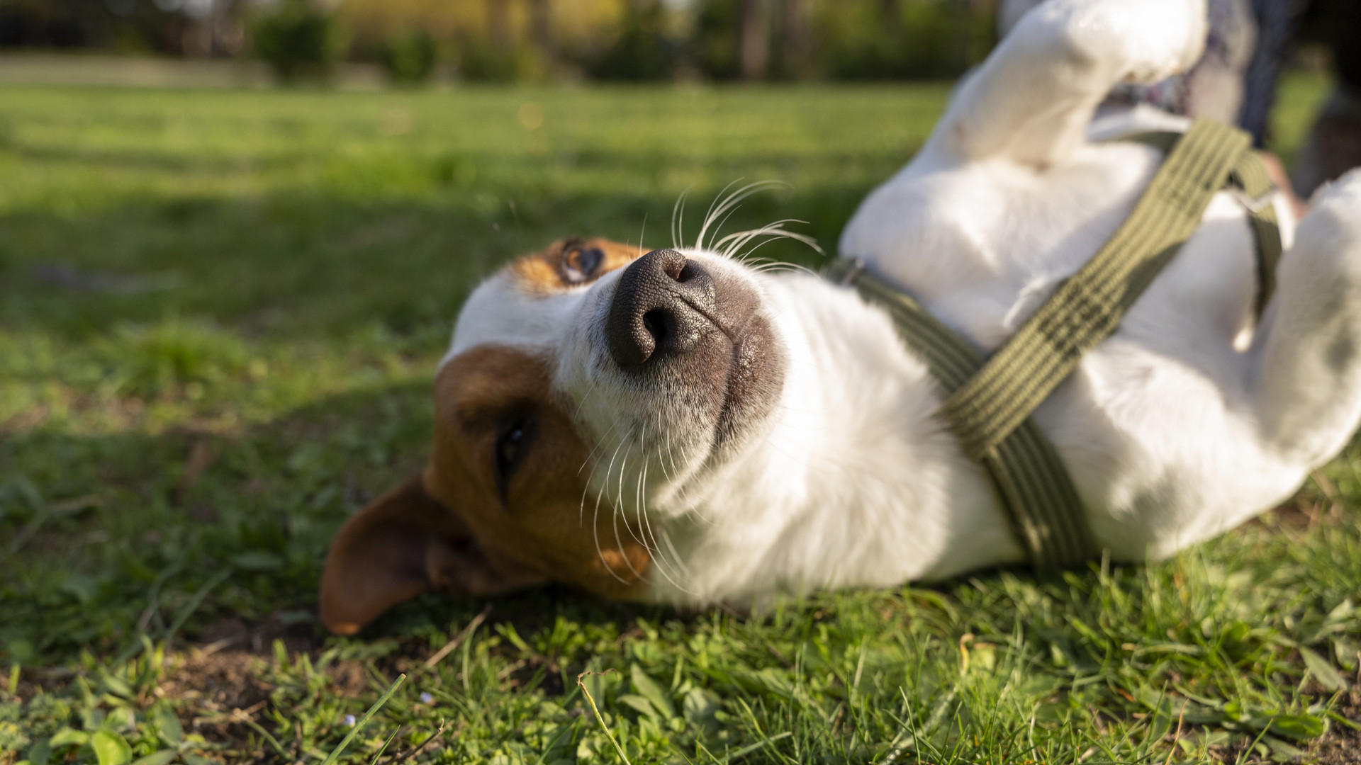 Noms de chien : comment l’alphabet détermine la lettre selon l’année de naissance ?