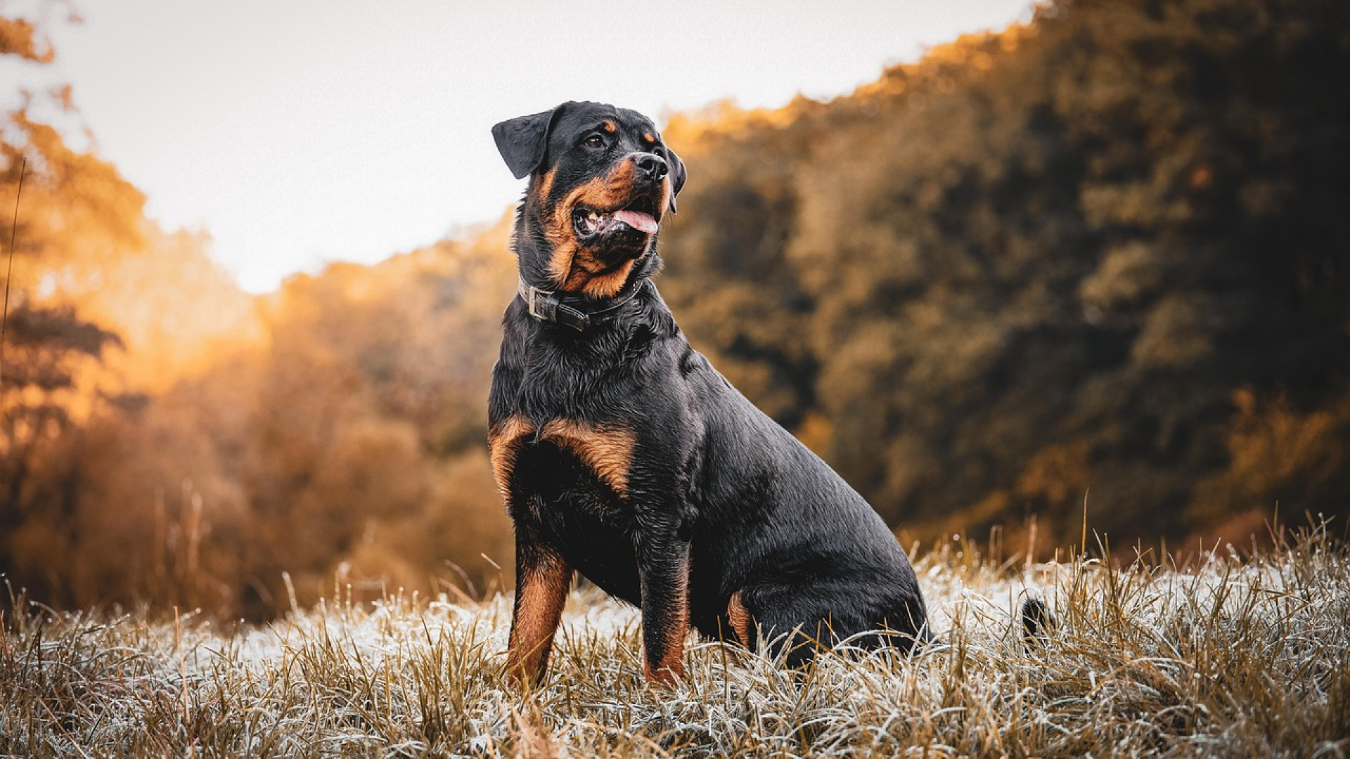 Quelle race de chien nécessite une assurance spécifique ?